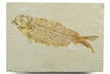 Bargain, Fossil Fish (Knightia) - Wyoming #349588-1